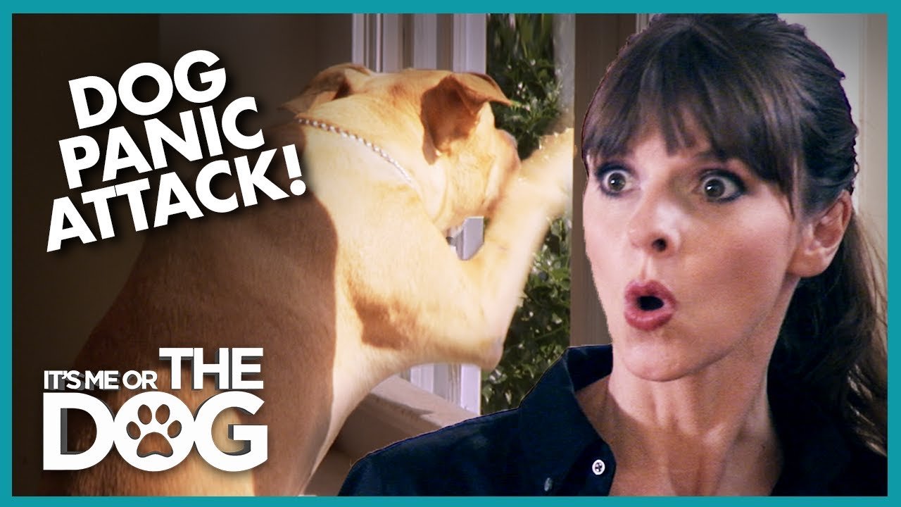 Dog's Panic Attacks are Destroying Home | It's Me or The Dog