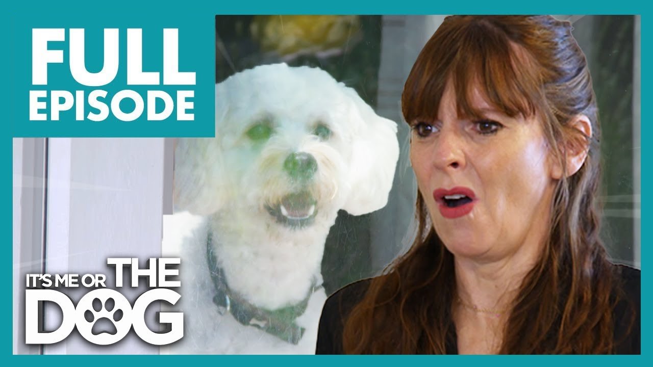 Dog With Separation Anxiety Can't Be Left On His Own | Full Episode | It's Me or the Dog